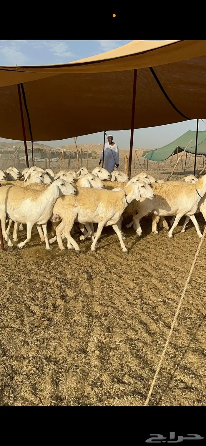 غنم حرية حرش صنف مراح مقنوي 50 3