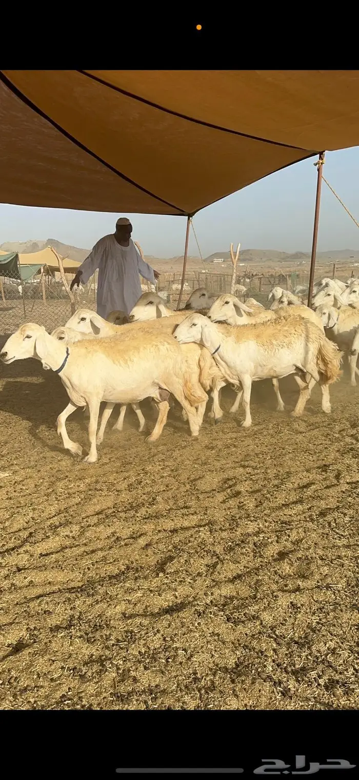 غنم حرية حرش صنف مراح مقنوي 50 4