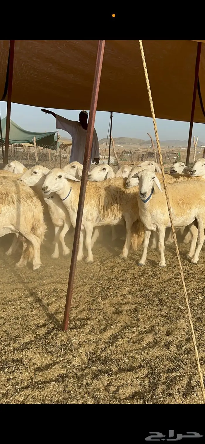 غنم حرية حرش صنف مراح مقنوي 50 5