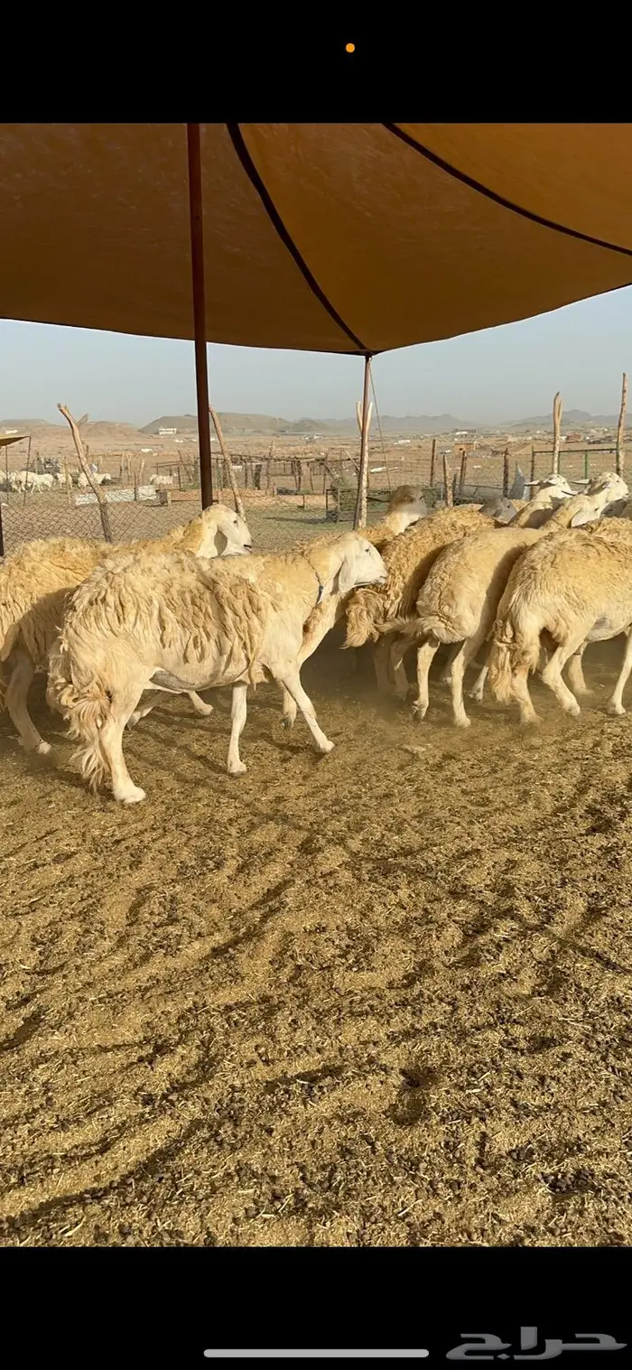 غنم حرية حرش صنف مراح مقنوي 50 6