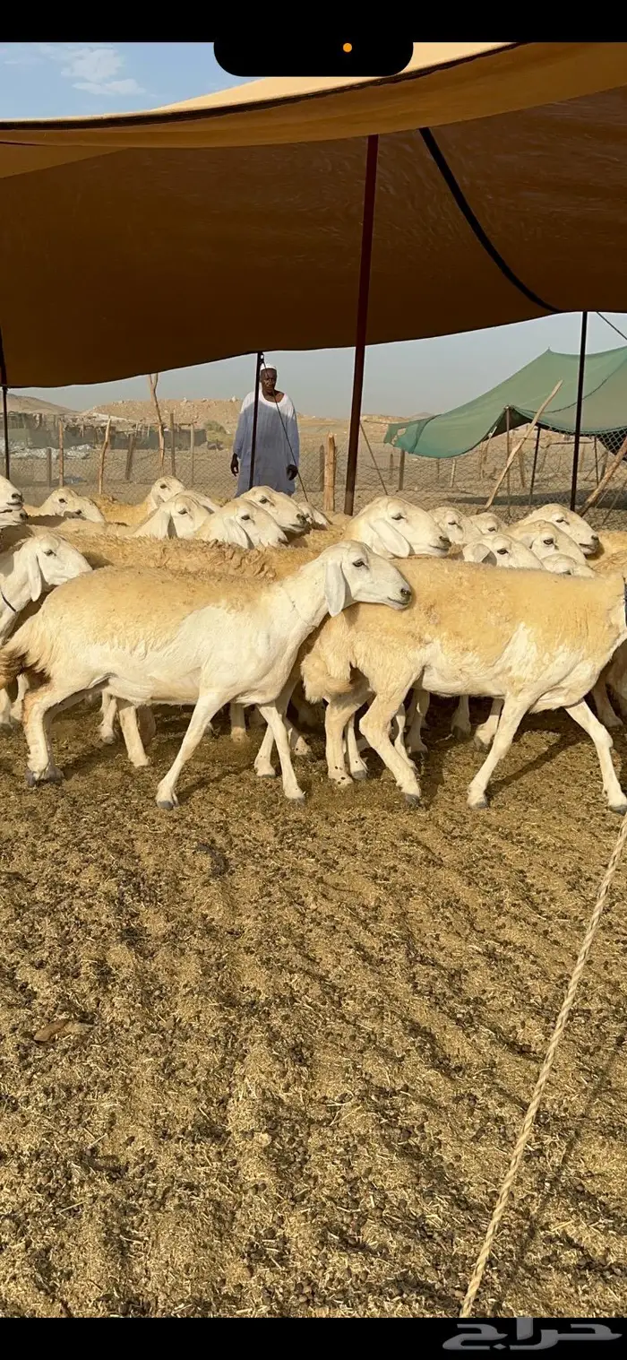 غنم حرية حرش صنف مراح مقنوي 50 7