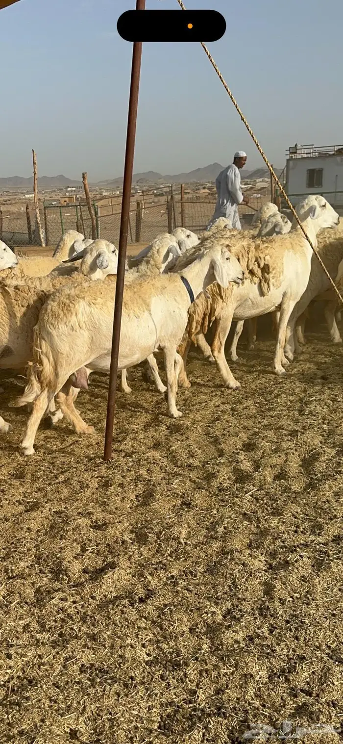 غنم حرية حرش صنف مراح مقنوي 50 8