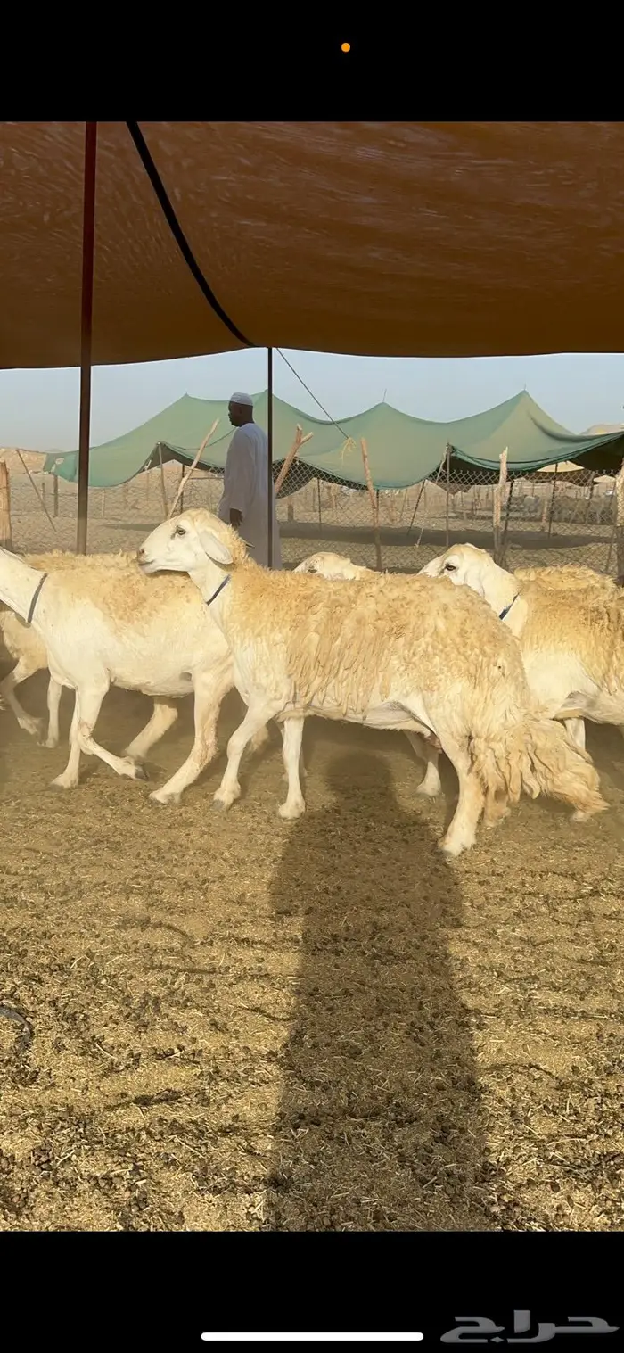 غنم حرية حرش صنف مراح مقنوي 50 9