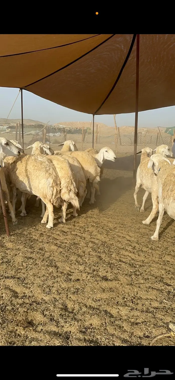 غنم حرية حرش صنف مراح مقنوي 50 10