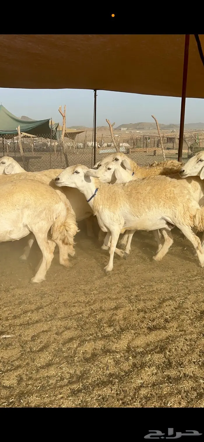 غنم حرية حرش صنف مراح مقنوي 50 12