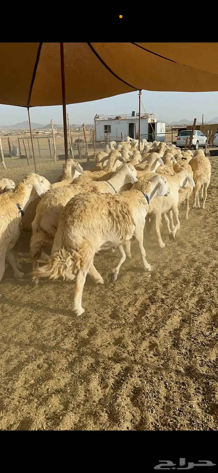 غنم حرية حرش صنف مراح مقنوي 50 13