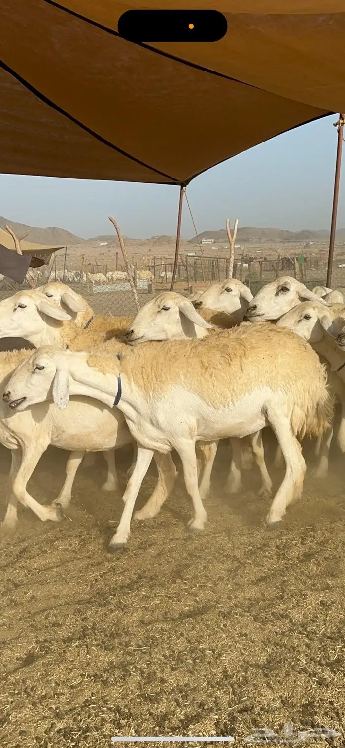 غنم حرية حرش صنف مراح مقنوي 50 14