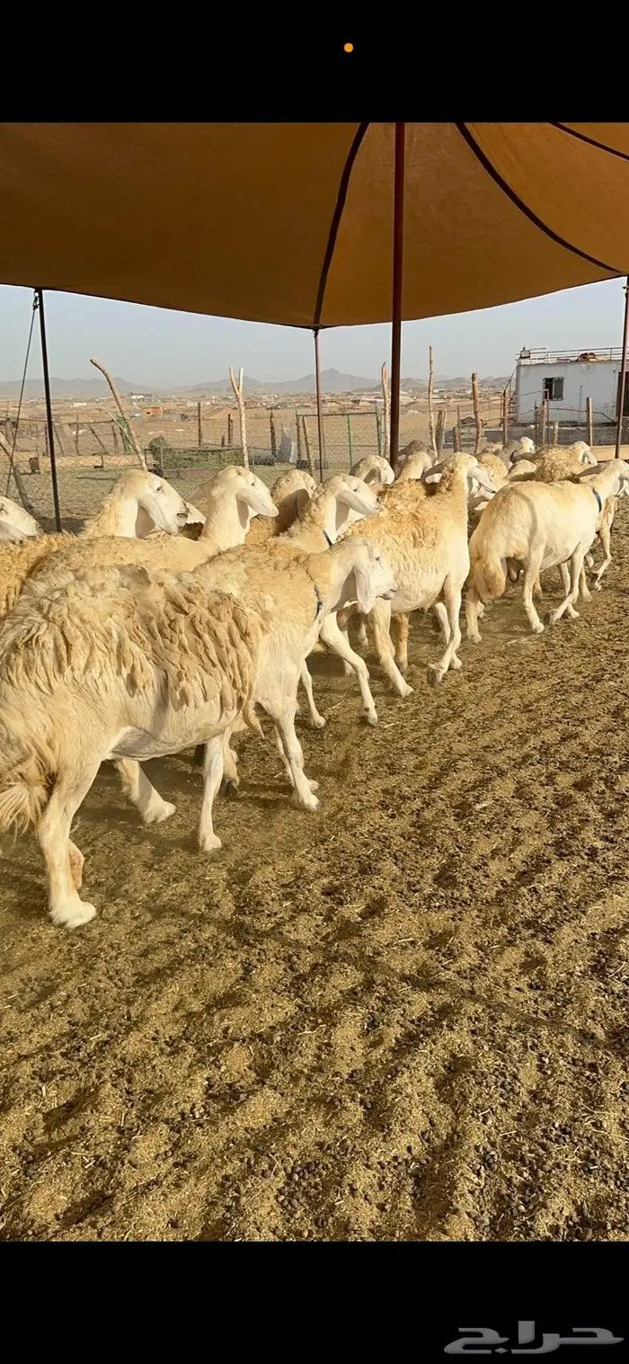 غنم حرية حرش صنف مراح مقنوي 50 15