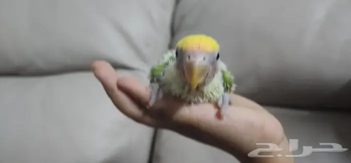 فرخ روز يقبل الغر بشراهه 0