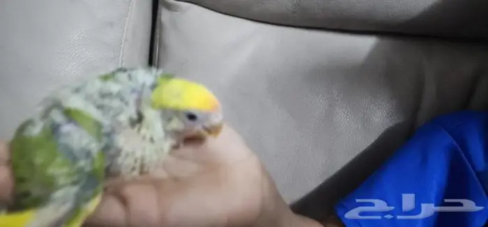 فرخ روز يقبل الغر بشراهه 1