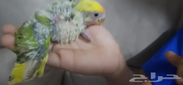 فرخ روز يقبل الغر بشراهه 2