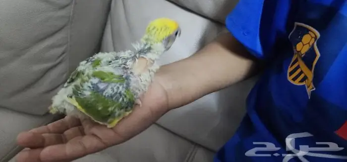 فرخ روز يقبل الغر بشراهه 3