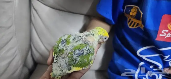 فرخ روز يقبل الغر بشراهه 4