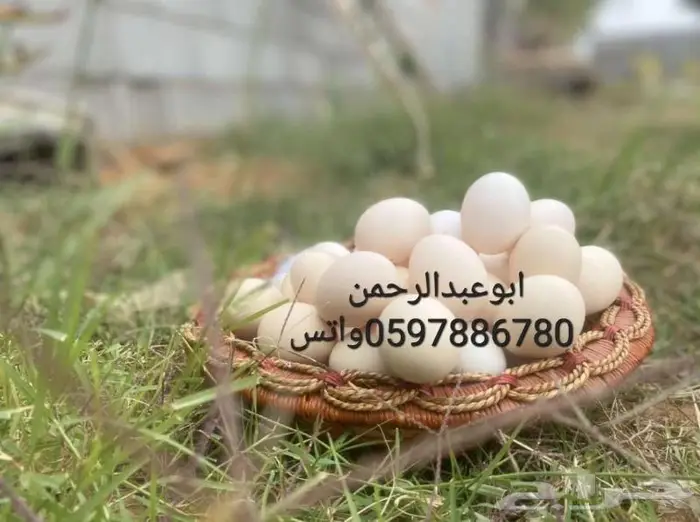 بيض بلدي مائده طازج 0