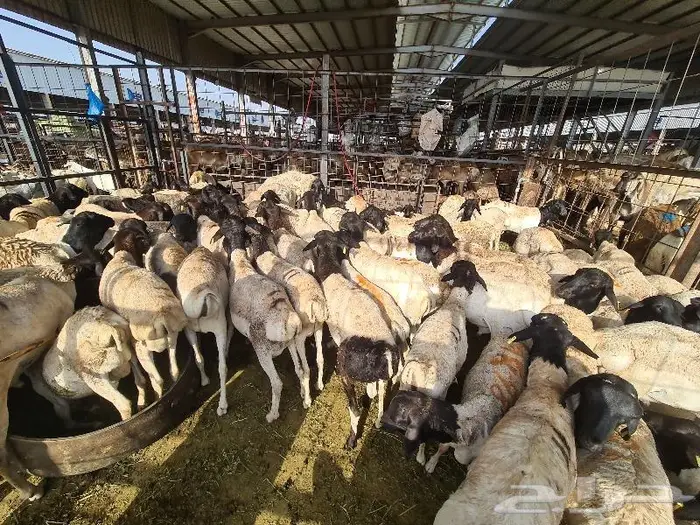 طليان بربري و تيوس صومالي ب 830 ريال مع التوصيل 2