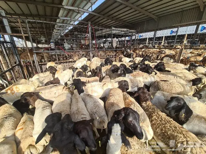 طليان بربري و تيوس صومالي ب 830 ريال مع التوصيل 3