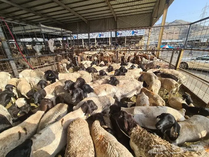 طليان بربري و تيوس صومالي ب 830 ريال مع التوصيل 7