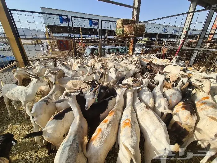 طليان بربري و تيوس صومالي ب 830 ريال مع التوصيل 11