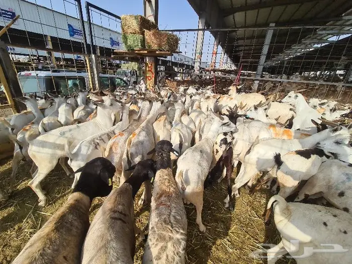 طليان بربري و تيوس صومالي ب 830 ريال مع التوصيل 12