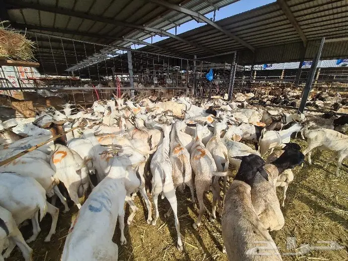 طليان بربري و تيوس صومالي ب 830 ريال مع التوصيل 14