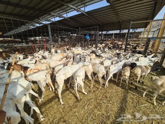 طليان بربري و تيوس صومالي ب 830 ريال مع التوصيل 16