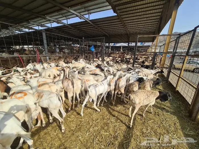 طليان بربري و تيوس صومالي ب 830 ريال مع التوصيل 17