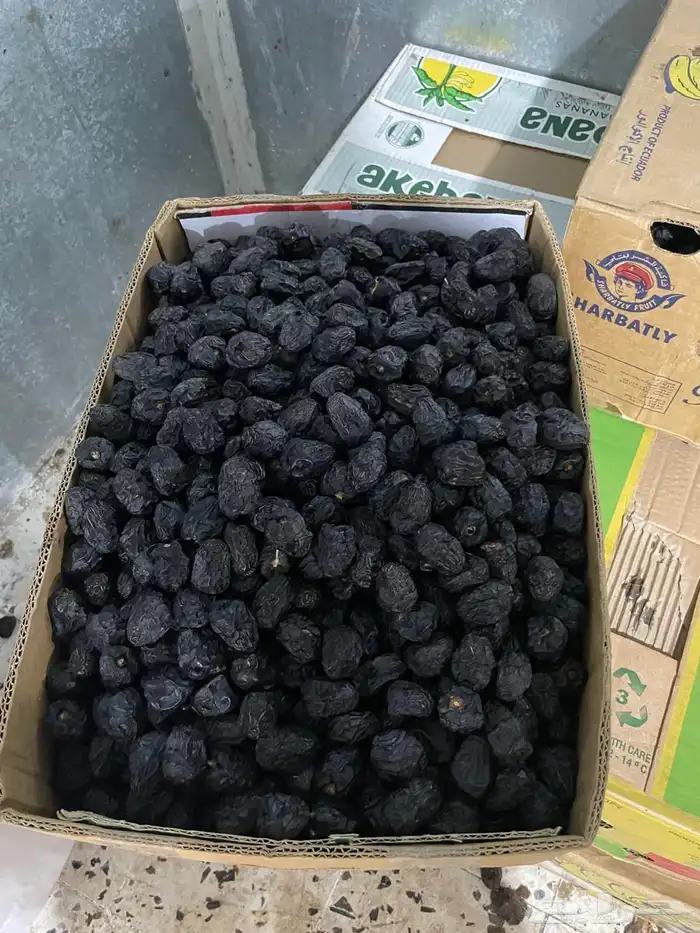 لفتر محدوده عروض علي عجوه المدينه 0