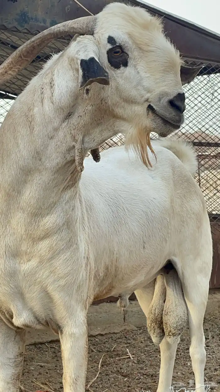 فحل بيشي صنف من مراح معروف 0