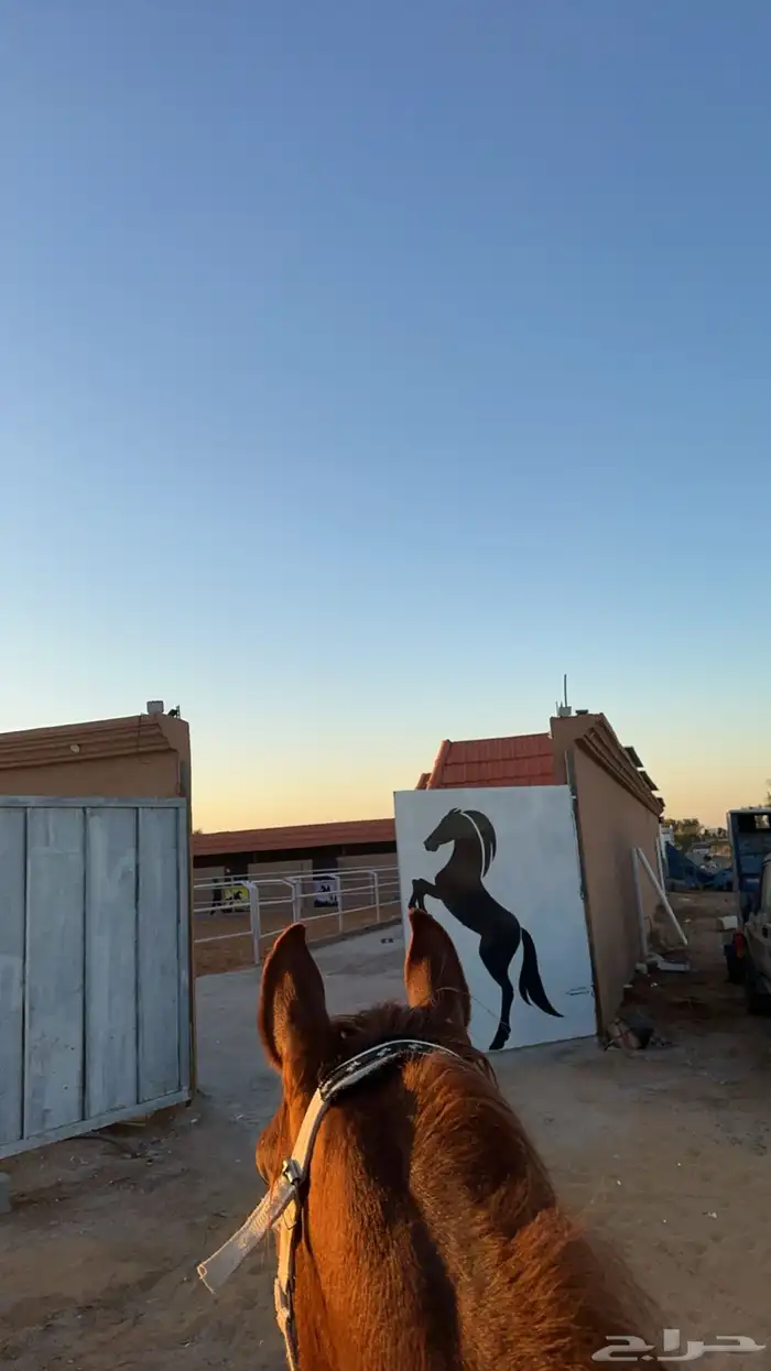 ايواء خيول اسطبلات خيول 8