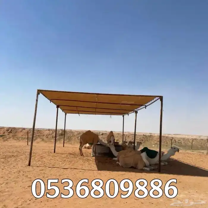 مظلات الابل او مظلات الحلال 0