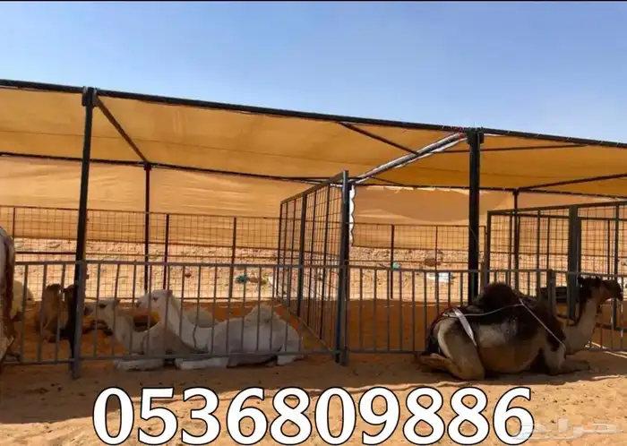 مظلات الابل او مظلات الحلال 12