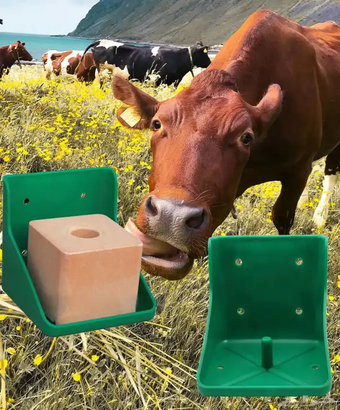 قاعدة تثبيت حجر أملاح للمواشي 6