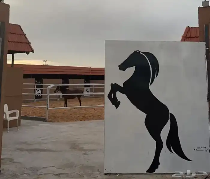 ايواء خيول اسطبلات خيول 2