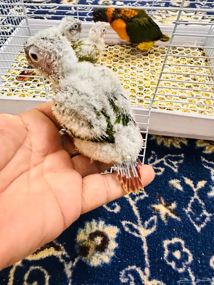 فروخ كنيور غر ((تم البيع )) 3