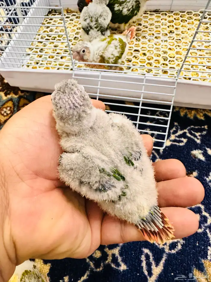 فروخ كنيور غر ((تم البيع )) 1