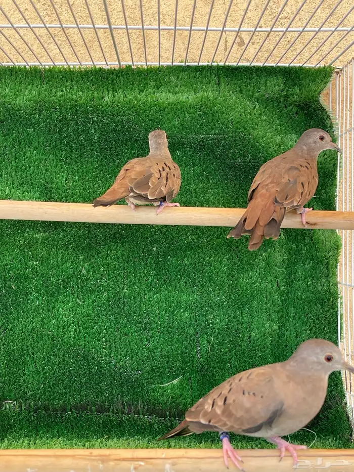 يمام مكسيكي 1