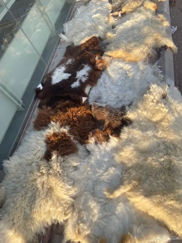 تراثيات أرض الحرير 16