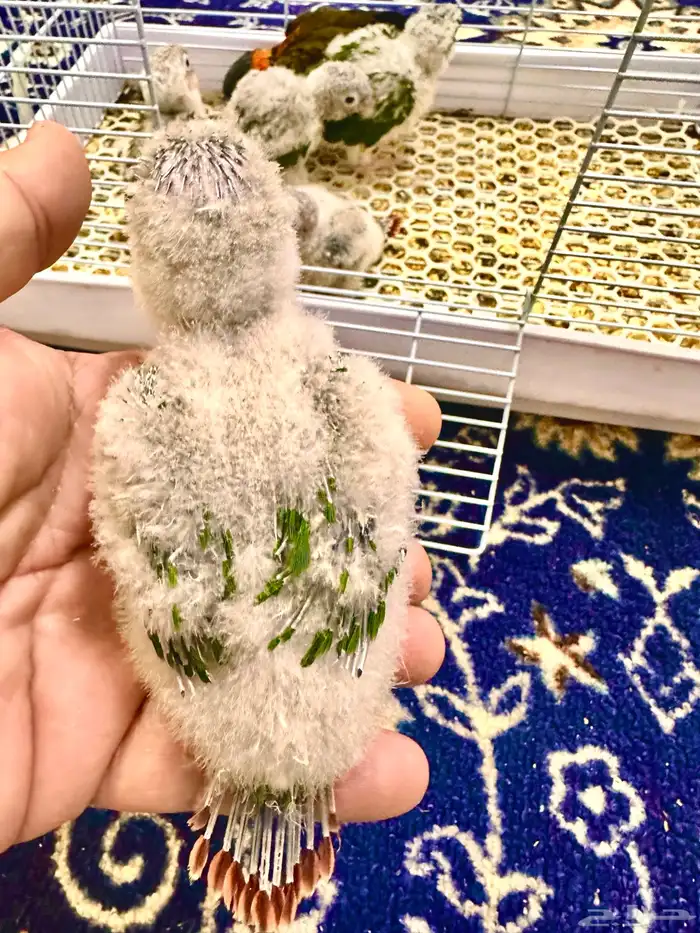 فروخ كنيور غر ((تم البيع )) 2