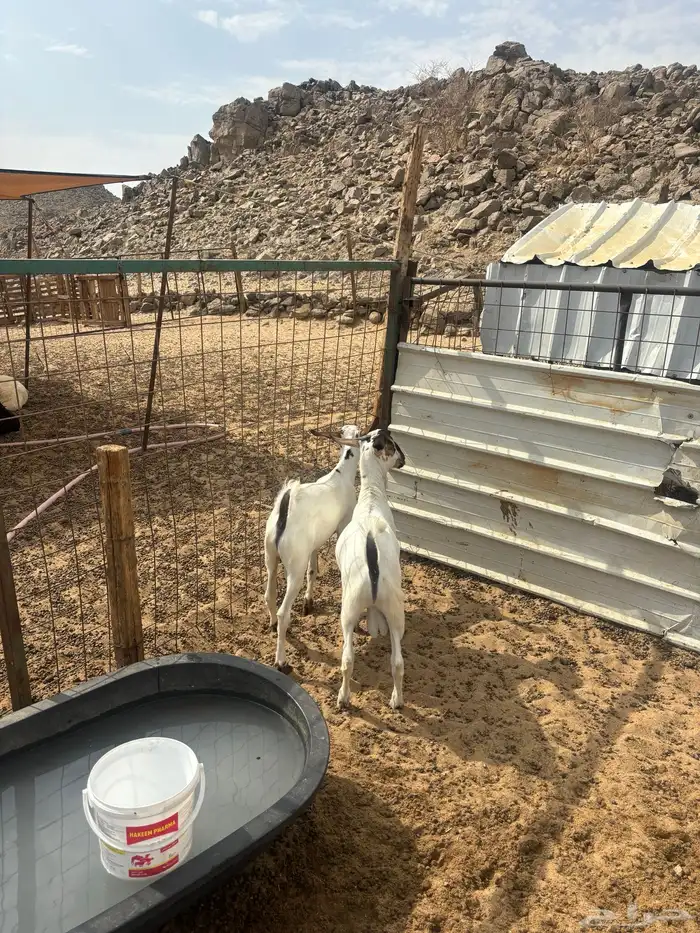 الشميسي طريق الخواجات 1