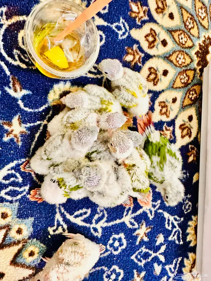 فروخ كنيور غر ((تم البيع )) 5