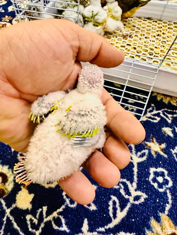 فروخ كنيور غر ((تم البيع )) 4