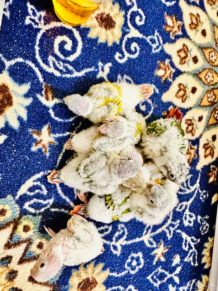 فروخ كنيور غر ((تم البيع )) 6