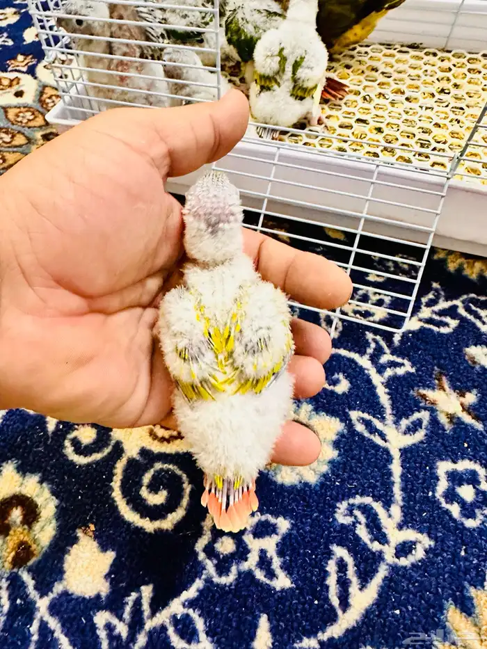 فروخ كنيور غر ((تم البيع )) 0