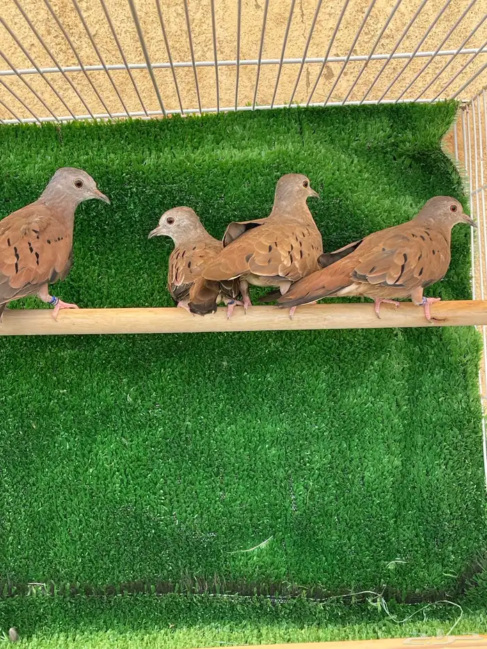 يمام مكسيكي 2