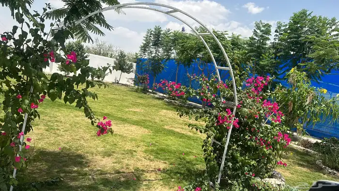 إنجيلة طبيعية C2000 مقاوم للملوحة مع تأسيس شبكات ري 5