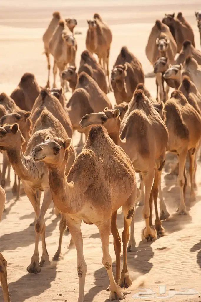 دراسة جدوى لمشروع إستيراد الابل من الصومال و الجيبوتي 4