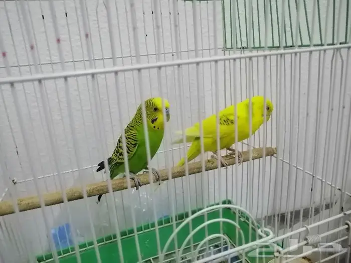 عصافير الحب 0