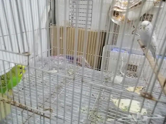 عصافير الحب 1