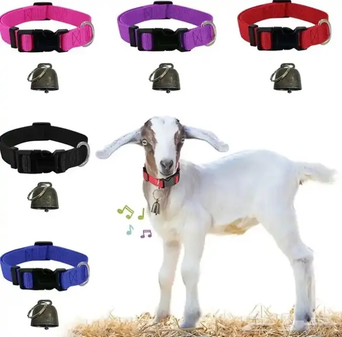 قلادة مع جرس للأغنام 2