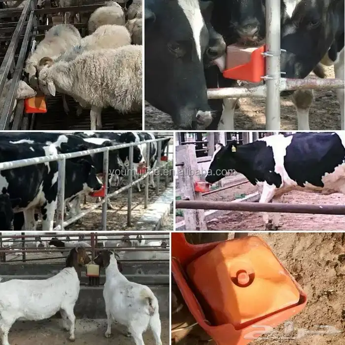 قاعدة تثبيت حجر أملاح للمواشي 7